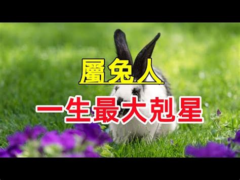 屬兔屬性|【屬兔生肖及五行】屬兔五行屬什么生肖兔五行喜忌查。